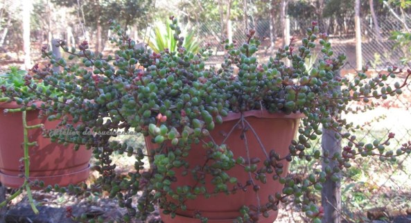 sedum-divergens-minus