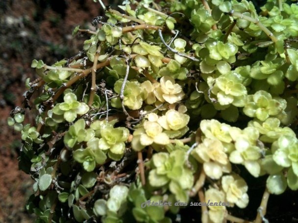 sedum-makinoi-ogon