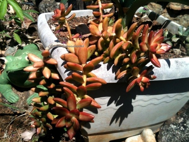 sedum-nussbaumerianun