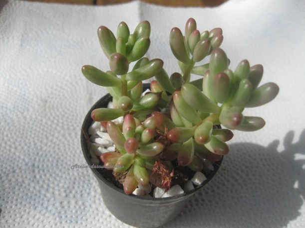 sedum-rubrotinctum-aurora