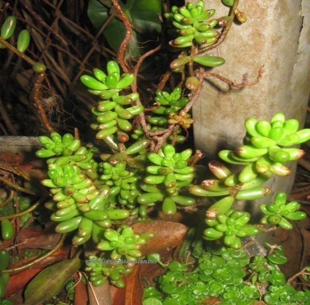 sedum-rubrotinctum