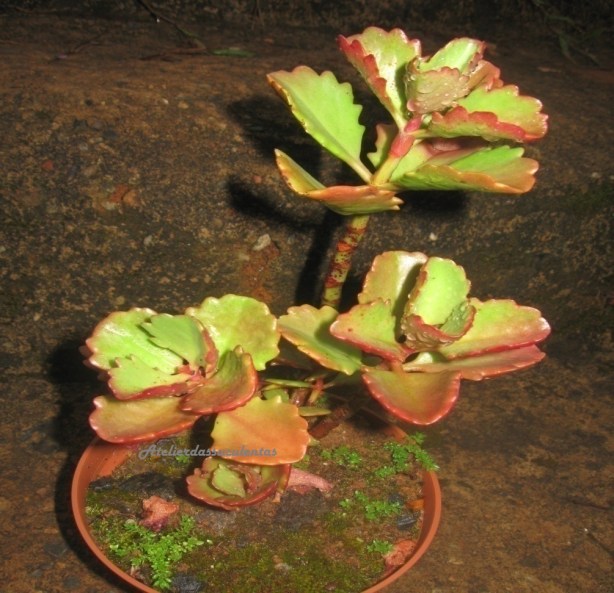 sedum-spurium-ruby-mantle