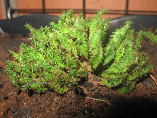 sedum-tschernokolevii