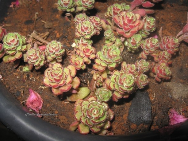 sedum-versadense-chontalense